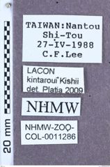 Etikett zu Lacon kintaroui (Kishii, 1990)